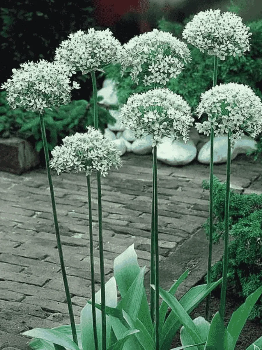 Лук декоративный Nigrum