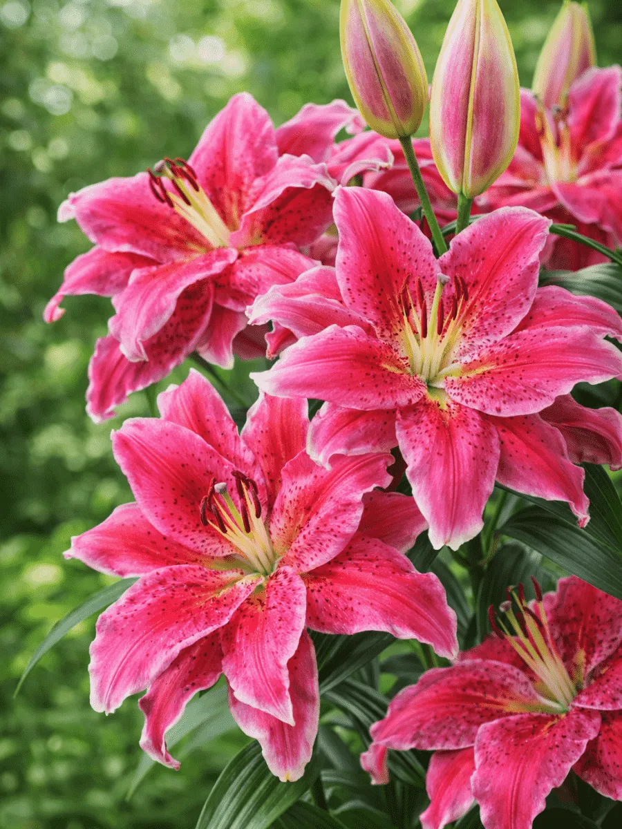 Лилия Roselily Elena