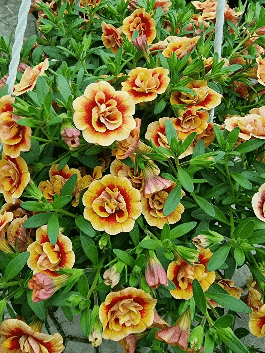 Калибрахоа махровая M.F. Neo Double Orange Tastic