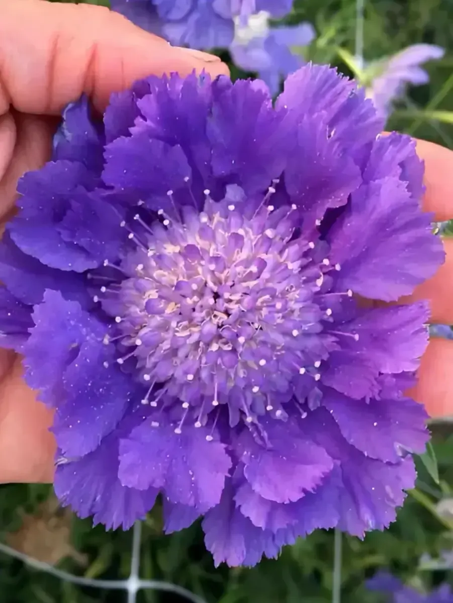 Скабиоза  кавказская Fama Deep Blue
