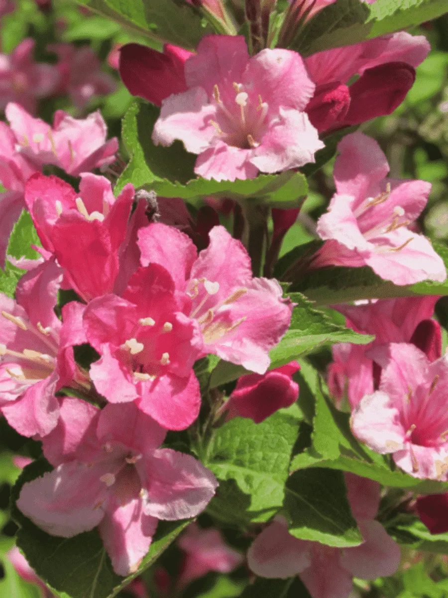 Вейгела Bouquet Rose