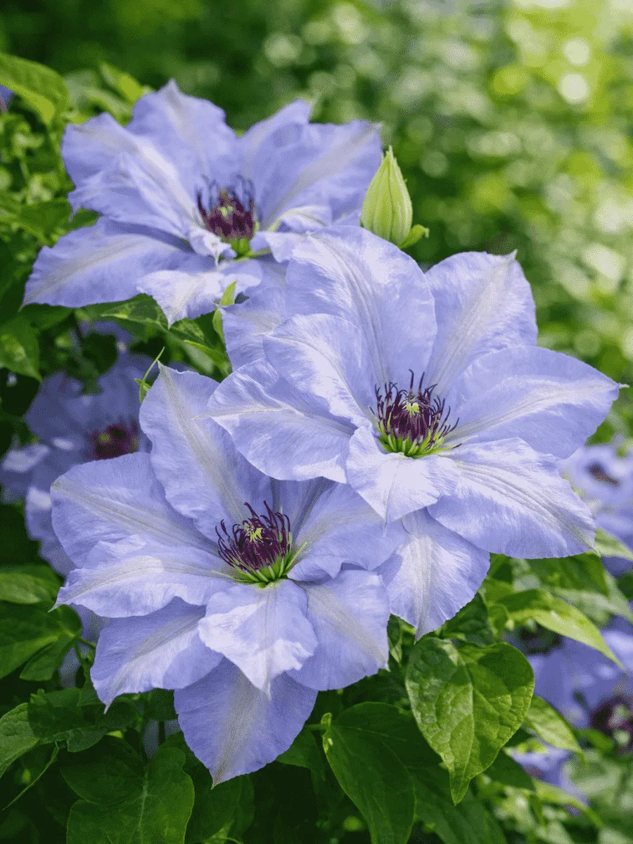 Клематис Blue Cotillion