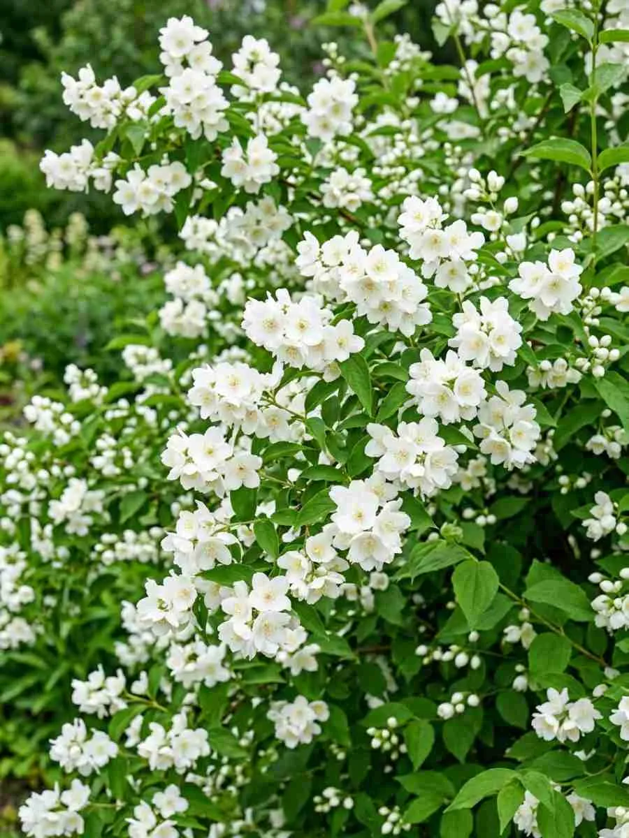 Чубушник гибридный Bouquet Blanc