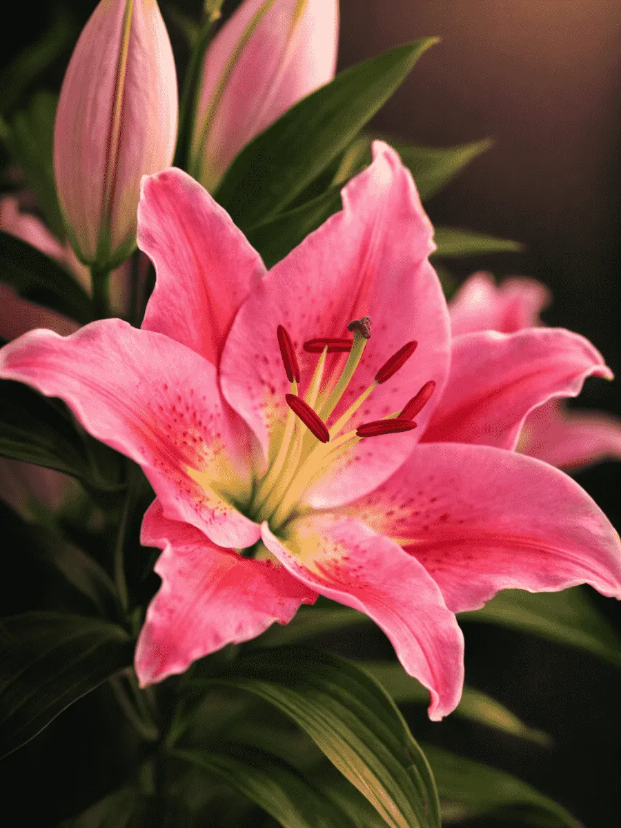 Лилия Tarrango