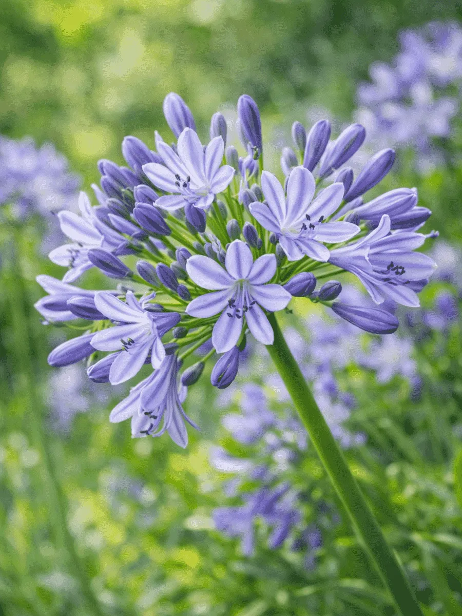 Агапантус зонтичный Blue Triumphator