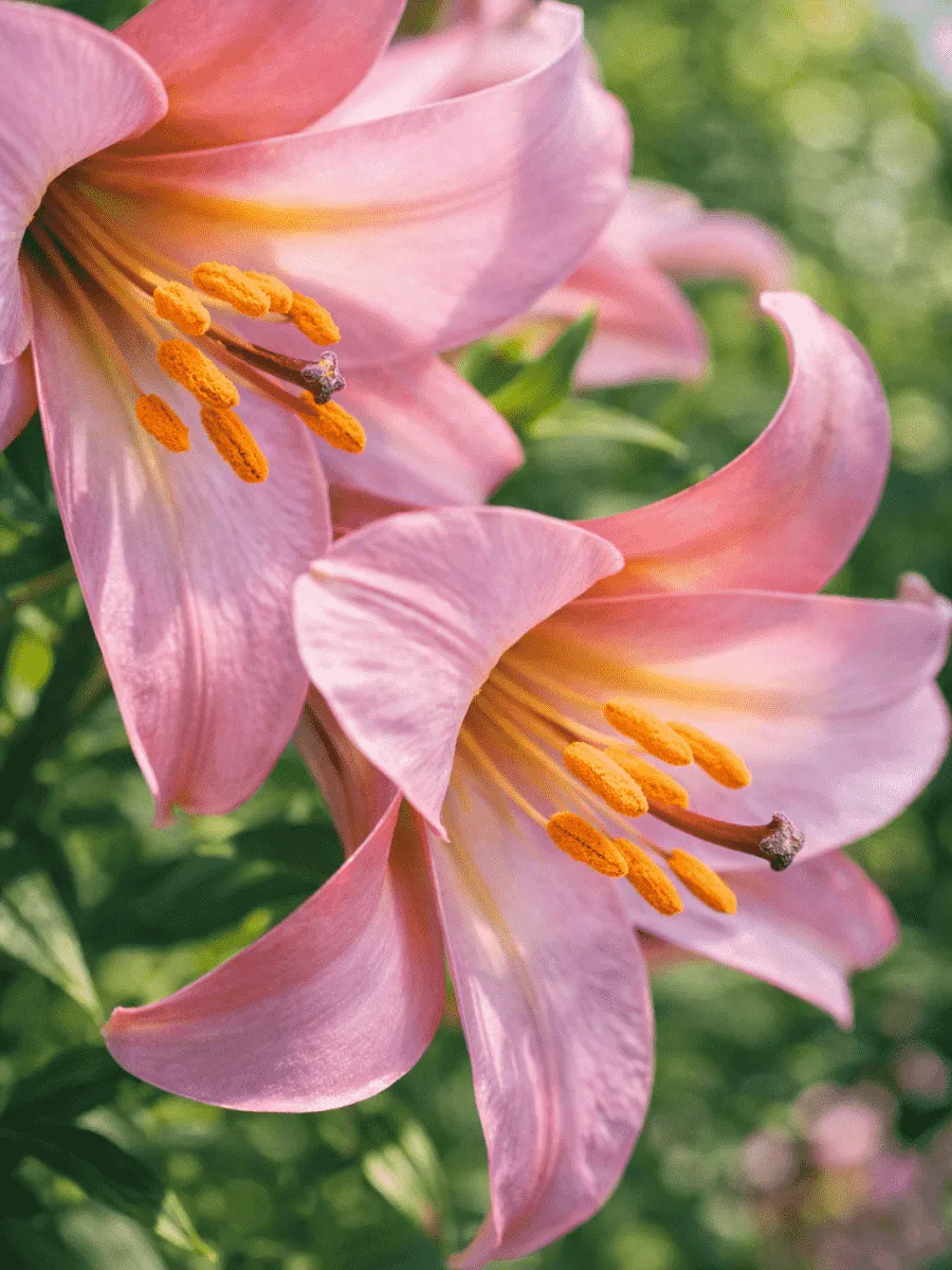 Лилия Pink Perfection
