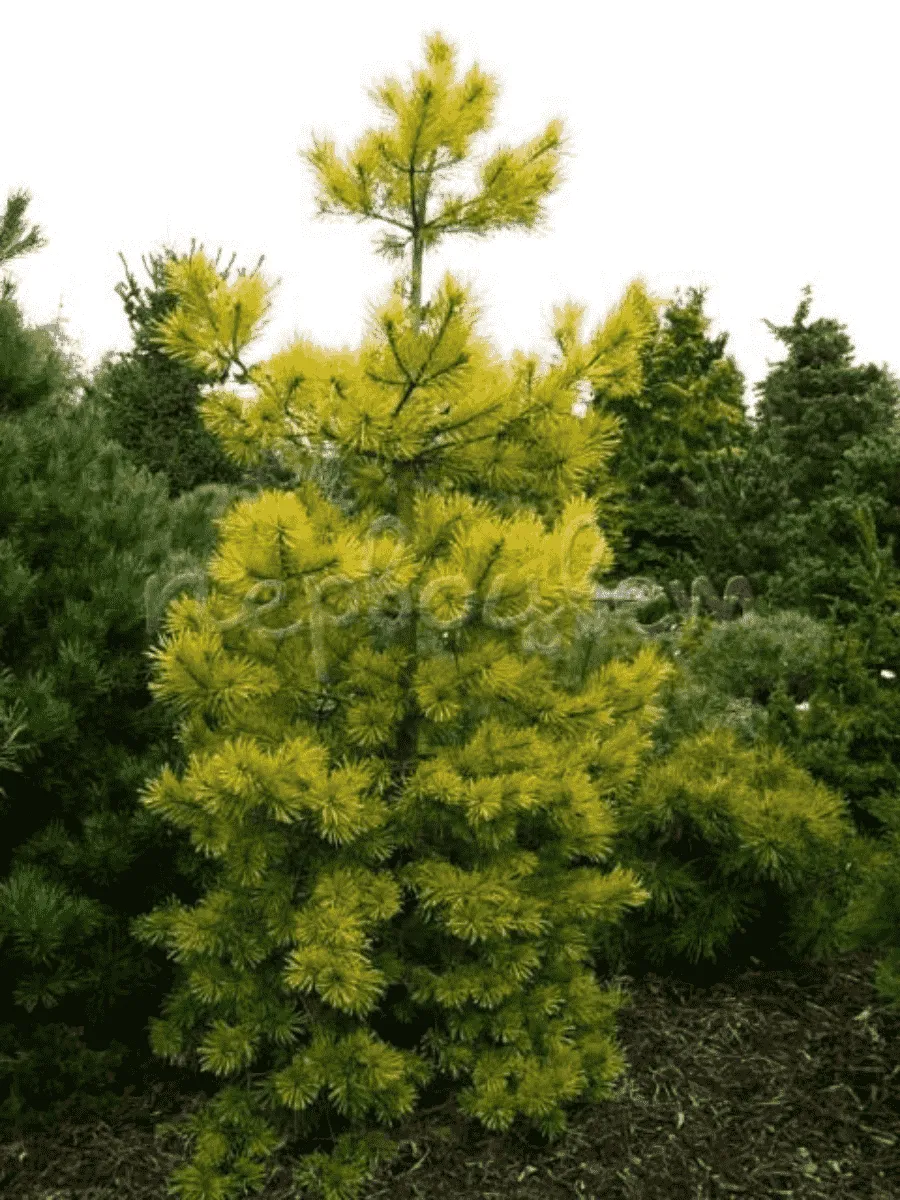 Сосна густоцветковая Aurea