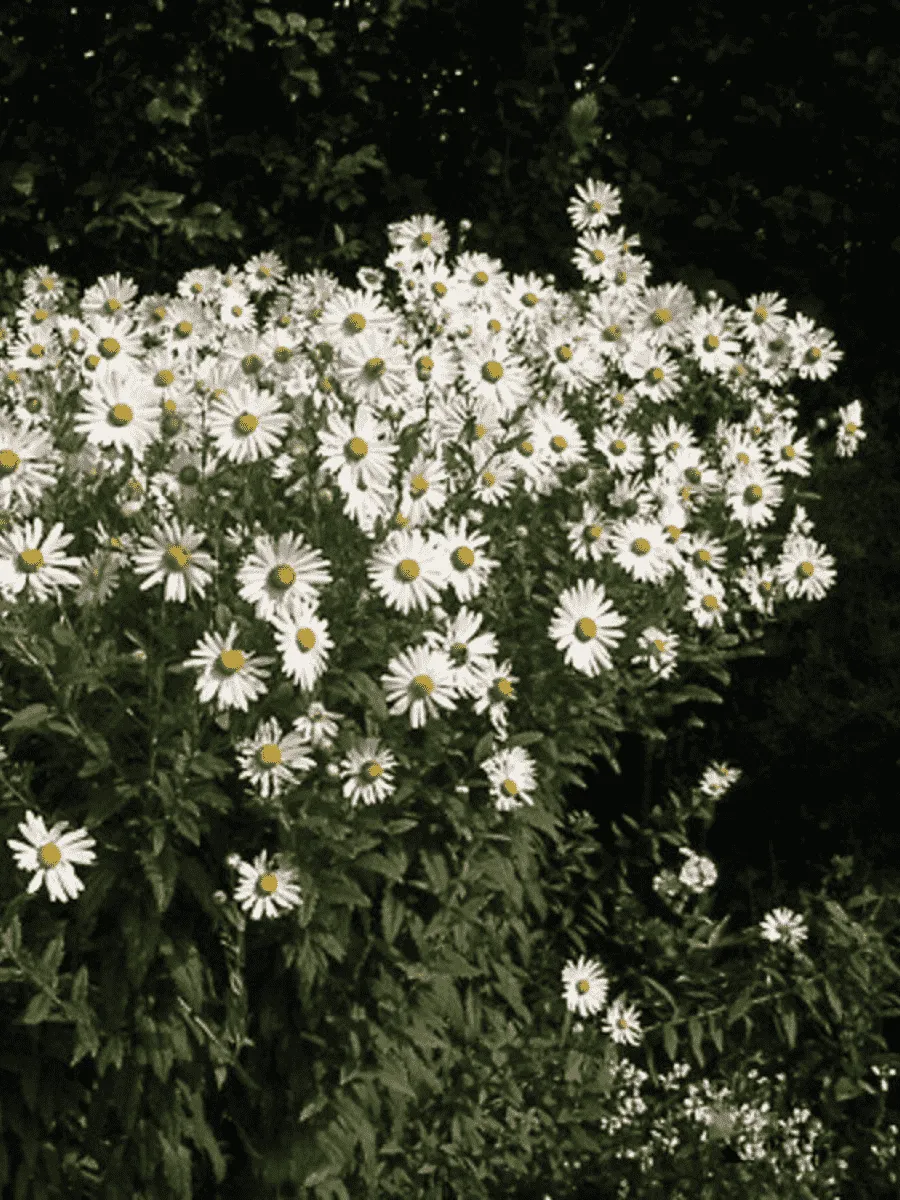 Нивяник поздний