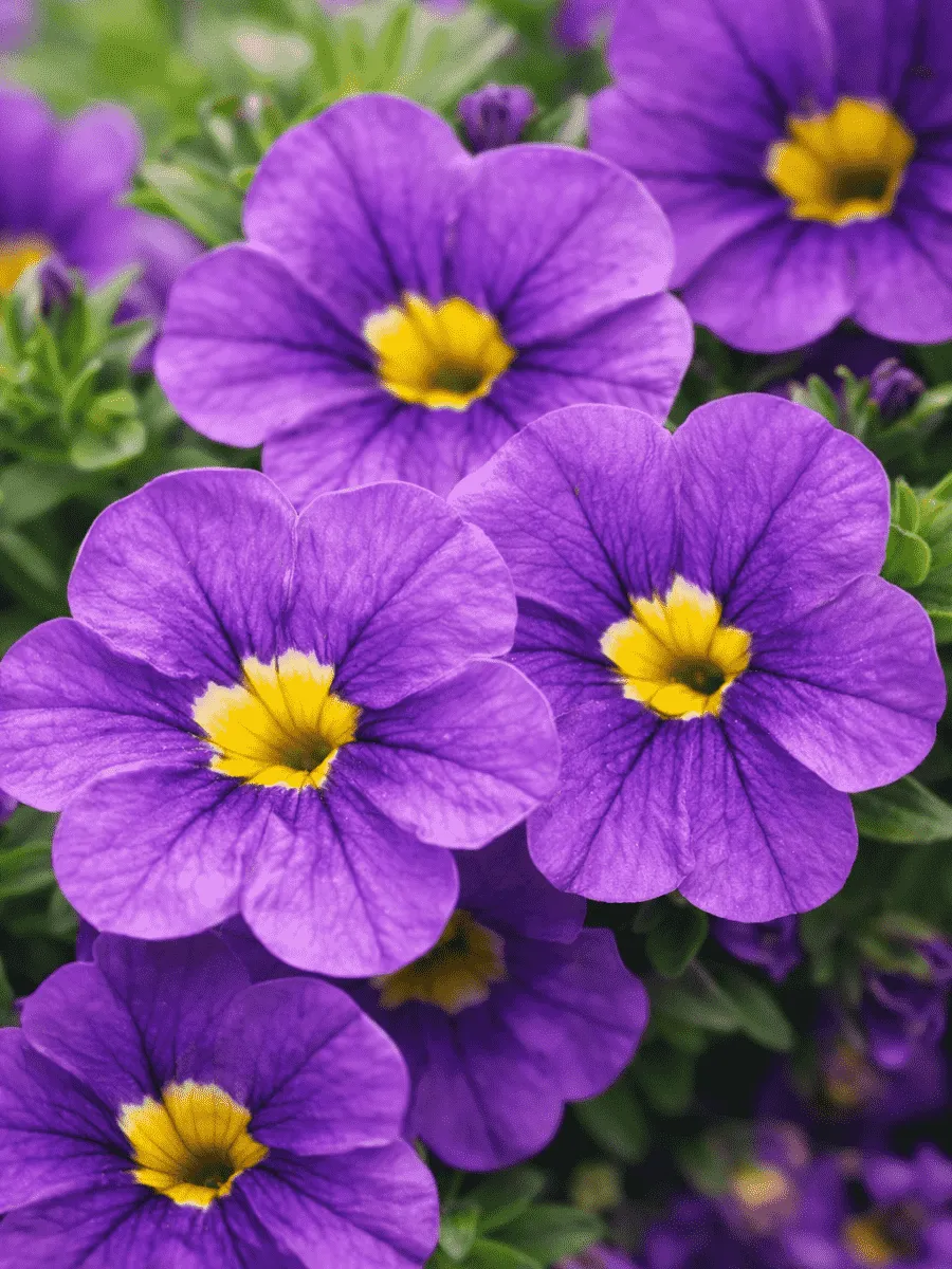 Калибрахоа Calitastic Indigo