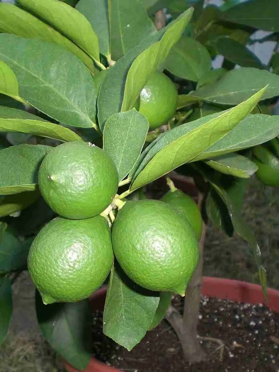 Лайм