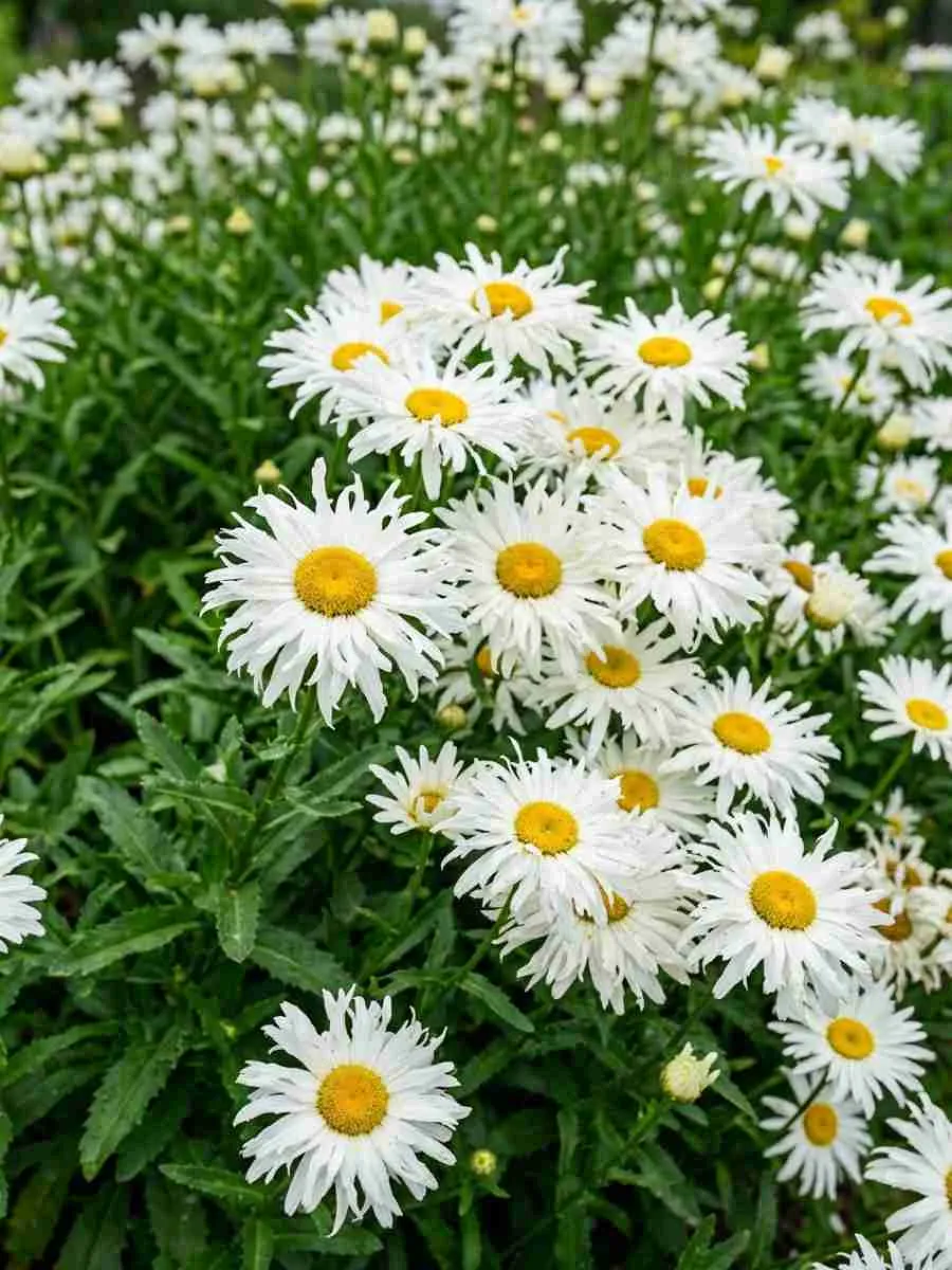 Нивяник наибольший Crazy Daisy