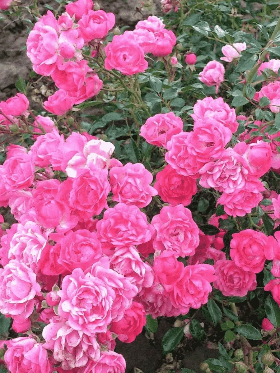 Роза почвопокровная Pink Fairy