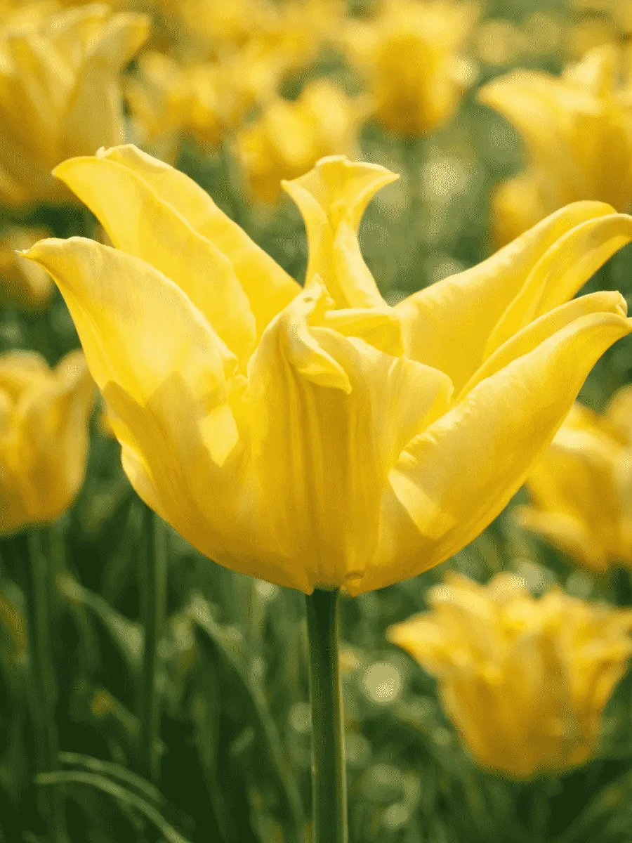 Тюльпан Yellow Crown