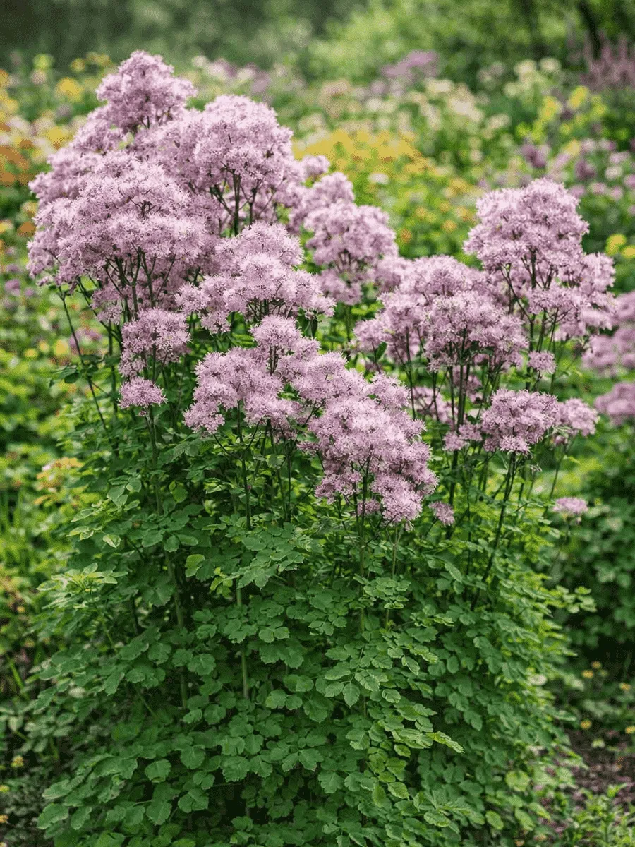 Василистник Делавея Nimbus Pink