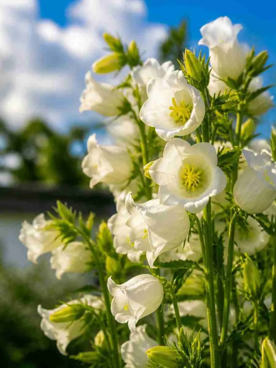 Колокольчик средний Campana Deep White