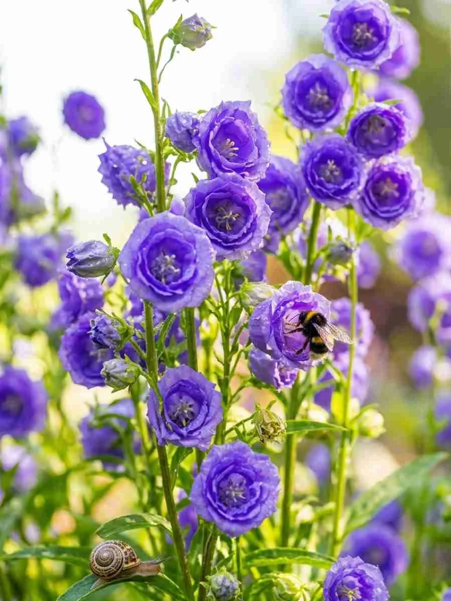 Колокольчик персиколистный LA BELLE BLUE